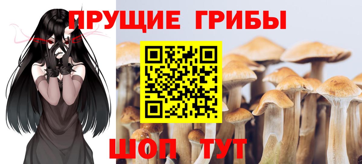 Галлюциногенные грибы Psilocybe Кстово